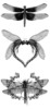 Thumbnail 3 x Tattoo flashes - Dragonflies