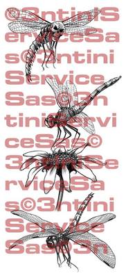 Product picture 3 x Tattoo flashes - Dragonflies